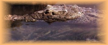 le crocodile d'amerique